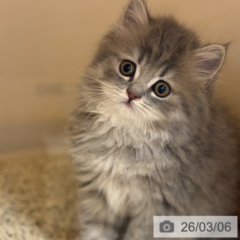 ブリティッシュショートヘアの写真