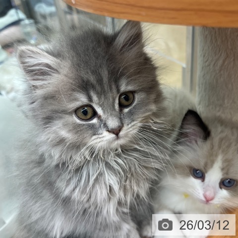 ブリティッシュショートヘアの写真