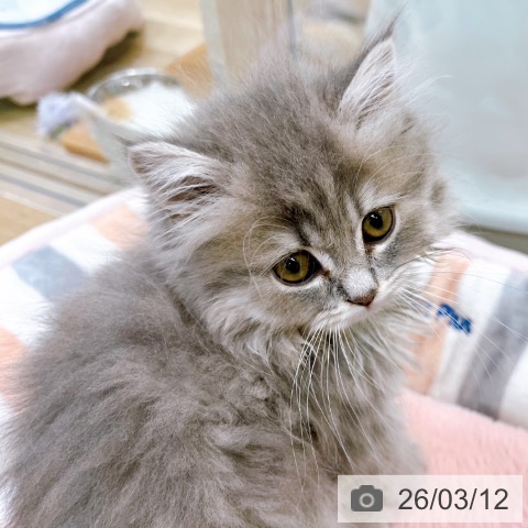 ブリティッシュショートヘアの写真