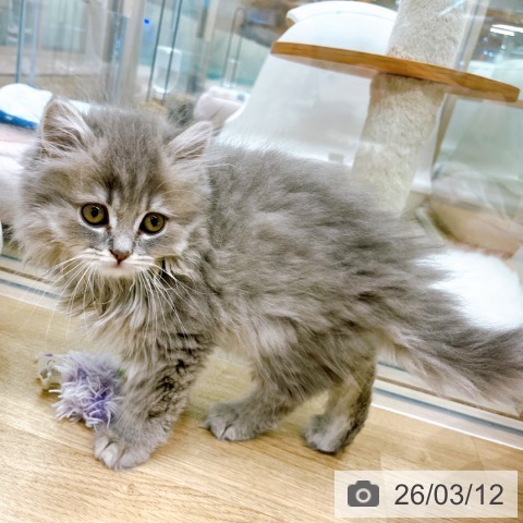 ブリティッシュショートヘアの写真