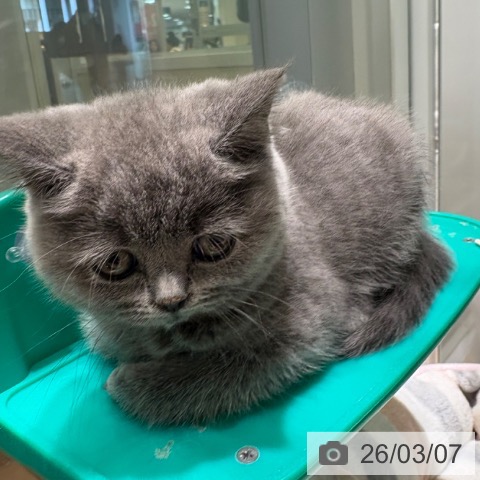 ブリティッシュショートヘアの写真