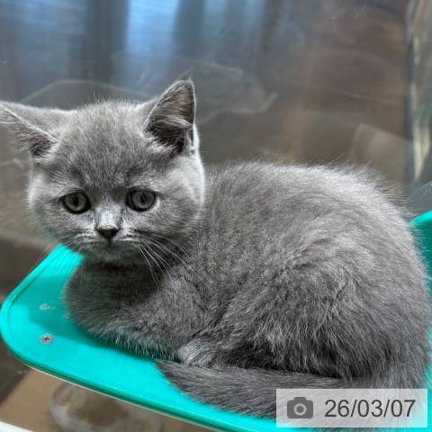 ブリティッシュショートヘアの写真