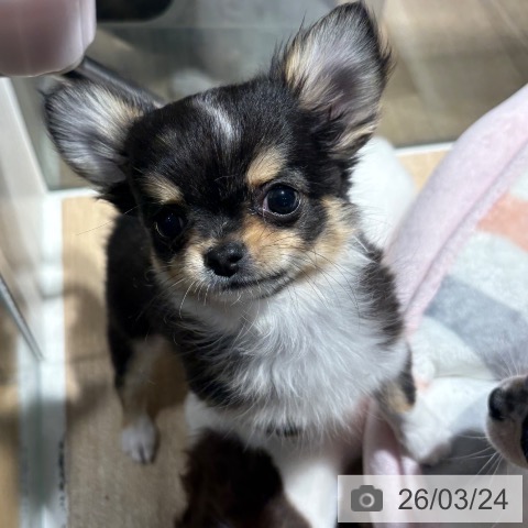 兵庫県のチワワ(ロング) (ペットプラス 神戸三宮店/2026年1月2日生まれ/女の子/ブラックタンホワイト)の子犬の3枚目の画像