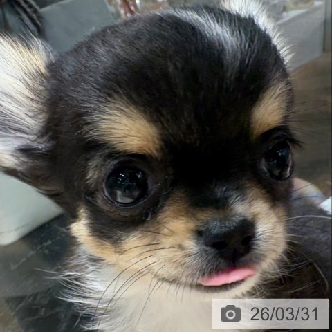 兵庫県のチワワ(ロング) (ペットプラス 神戸三宮店/2026年1月2日生まれ/女の子/ブラックタンホワイト)の子犬の3枚目の画像