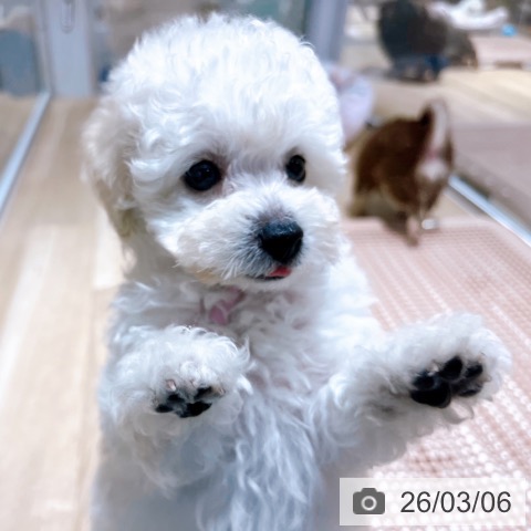 トイ・プードルの写真