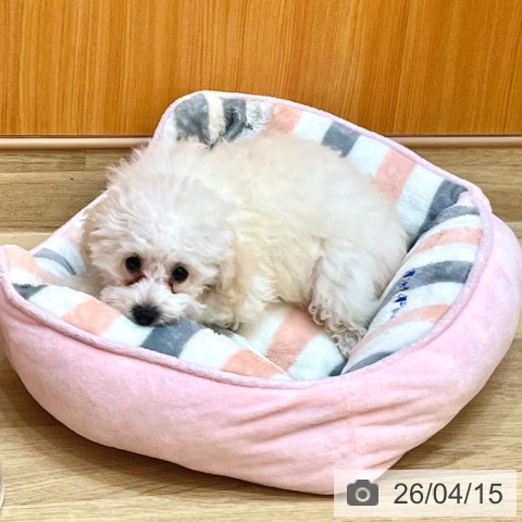 トイ・プードルの写真