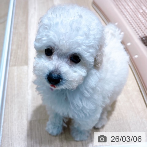 トイ・プードルの写真