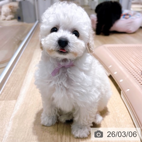 トイ・プードルの写真