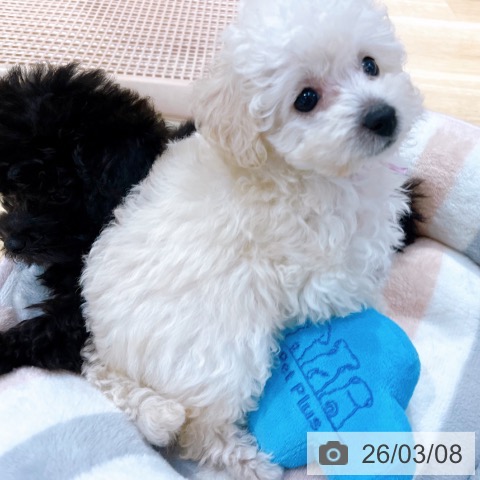 大阪府のトイプードル(トイ) (ペットプラス イオン大日店/2026年1月3日生まれ/女の子/ホワイト)の子犬の4枚目の画像