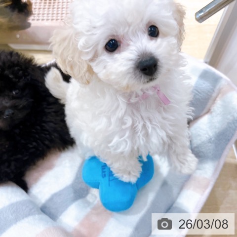 大阪府のトイプードル(トイ) (ペットプラス イオン大日店/2026年1月3日生まれ/女の子/ホワイト)の子犬の3枚目の画像