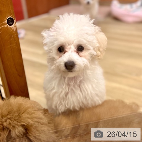 トイ・プードルの写真