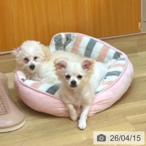 トイ・プードルの写真