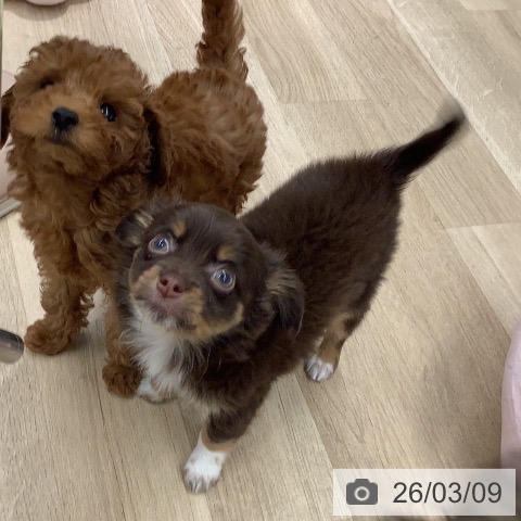 大阪府のチワワ(ロング) (ペットプラス りんくう泉南店/2026年1月4日生まれ/男の子/チョコレートタンホワイト)の子犬の3枚目の画像