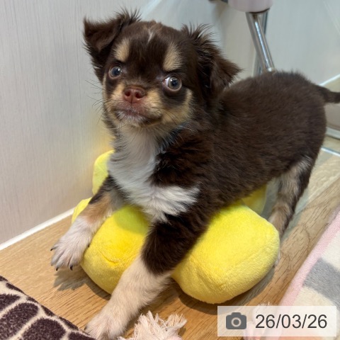 京都府のチワワ(ロング) (ペットプラス イオンモールKYOTO店/2026年1月4日生まれ/女の子/チョコレートタンホワイト)の子犬の3枚目の画像