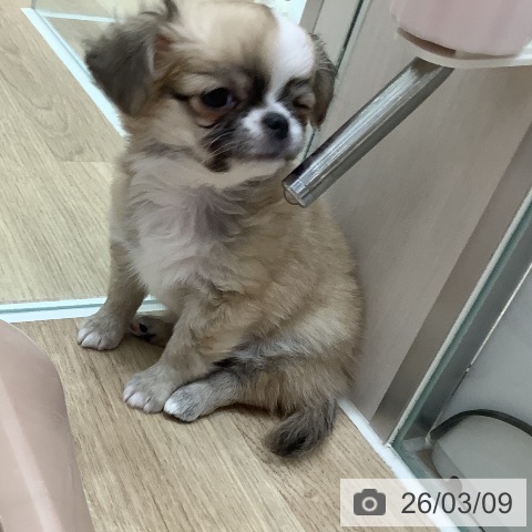 大阪府のチワワ(ロング) (ペットプラス 鶴見店/2026年1月4日生まれ/男の子/フォーンホワイト)の子犬の4枚目の画像