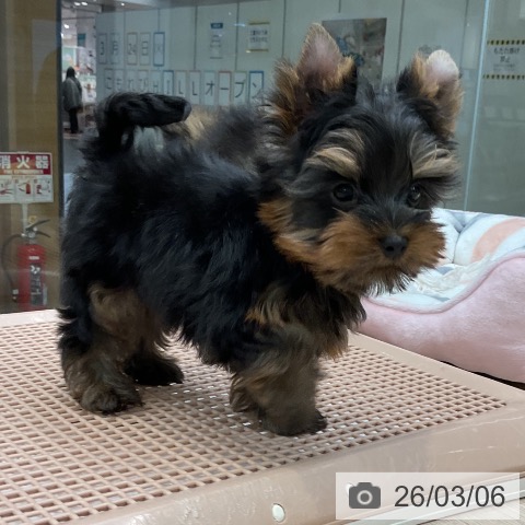 ヨークシャー・テリアの写真