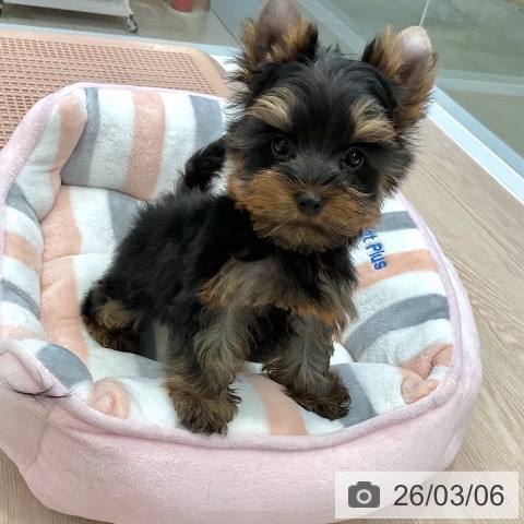 ヨークシャー・テリアの写真