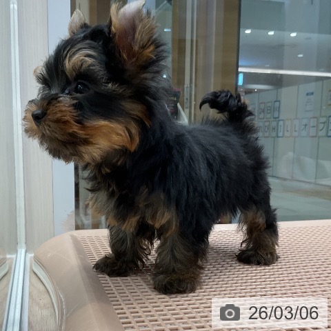 ヨークシャー・テリアの写真