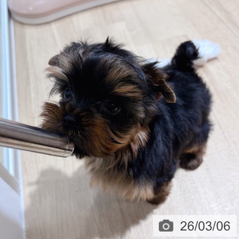 ヨークシャー・テリアの写真