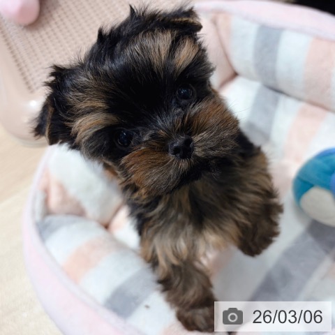 ヨークシャー・テリアの写真