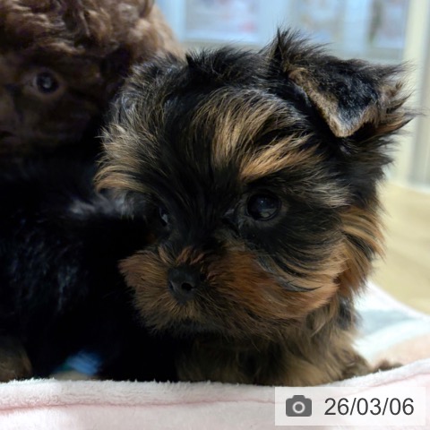 ヨークシャー・テリアの写真