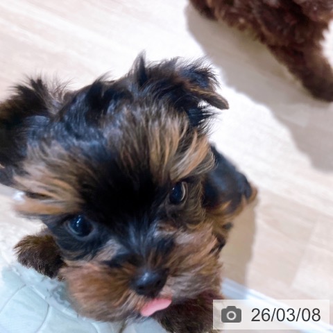 大阪府のヨークシャーテリア (ペットプラス イオン大日店/2026年1月4日生まれ/女の子/スチールブルータン)の子犬の4枚目の画像