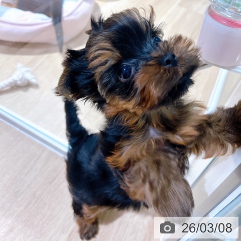 大阪府のヨークシャーテリア (ペットプラス イオン大日店/2026年1月4日生まれ/女の子/スチールブルータン)の子犬の3枚目の画像