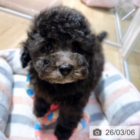 トイ・プードルの写真