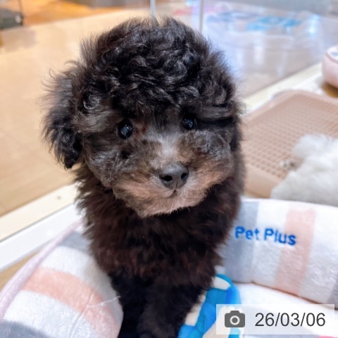 トイ・プードルの写真