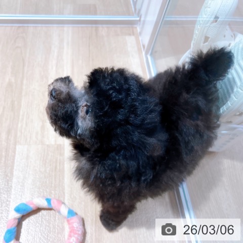 トイ・プードルの写真