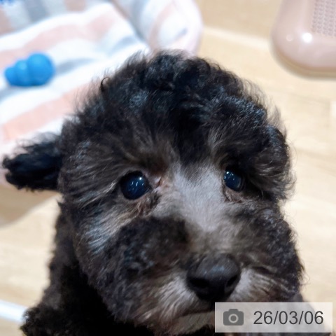 トイ・プードルの写真