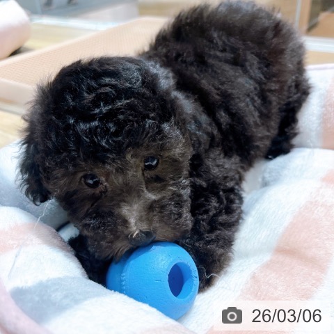 トイ・プードルの写真