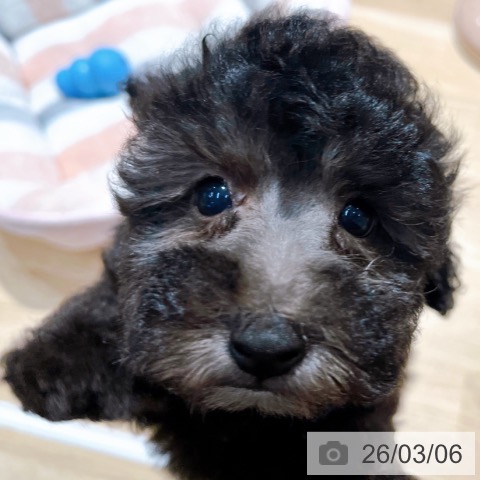 トイ・プードルの写真