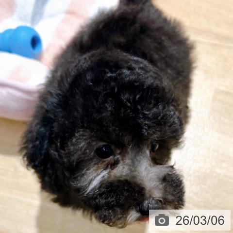 トイ・プードルの写真