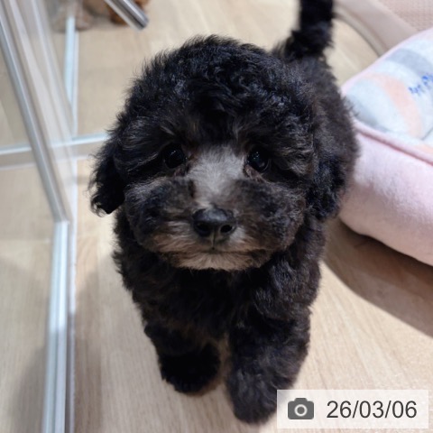 トイ・プードルの写真