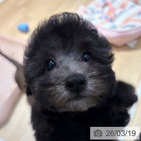 大阪府のトイプードル(トイ) (ペットプラス イオン大日店/2026年1月3日生まれ/女の子/シルバー)の子犬の4枚目の画像