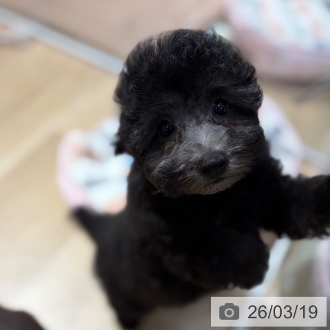 大阪府のトイプードル(トイ) (ペットプラス イオン大日店/2026年1月3日生まれ/女の子/シルバー)の子犬の3枚目の画像