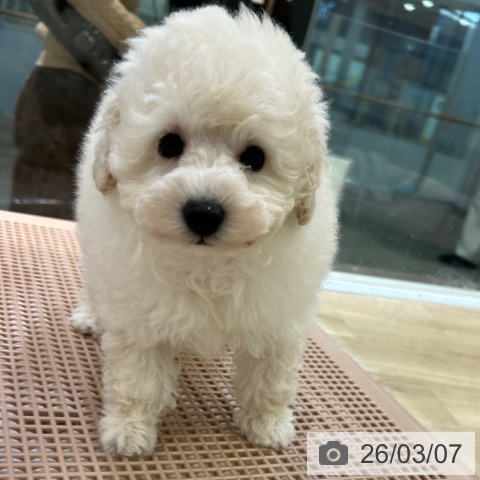 トイ・プードルの写真