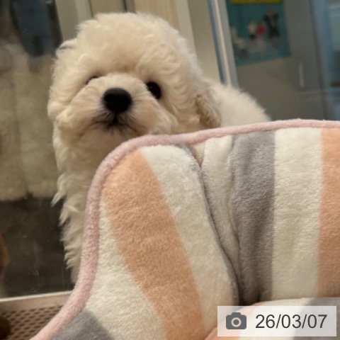 トイ・プードルの写真