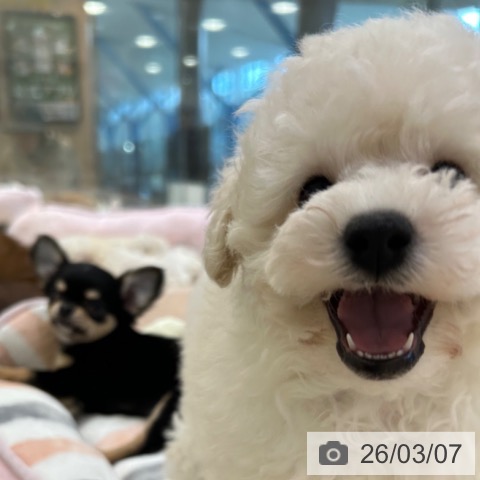 トイ・プードルの写真