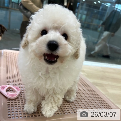 トイ・プードルの写真