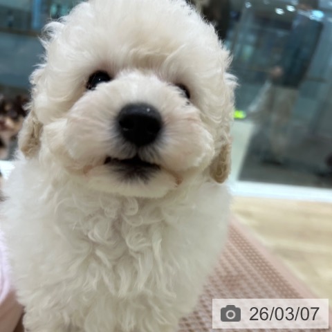 トイ・プードルの写真