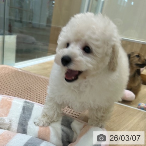 トイ・プードルの写真