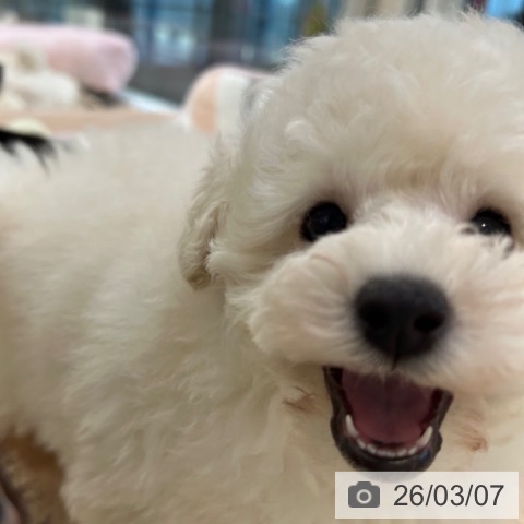 トイ・プードルの写真