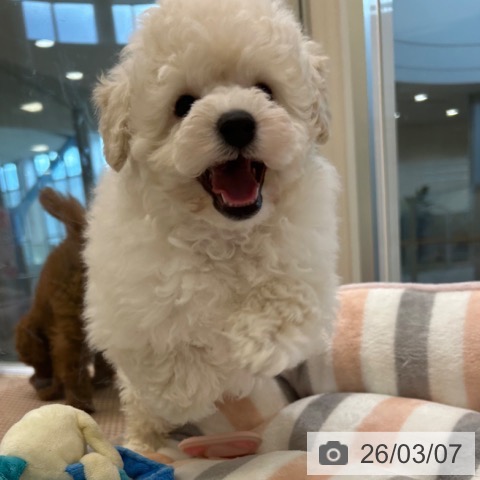 トイ・プードルの写真