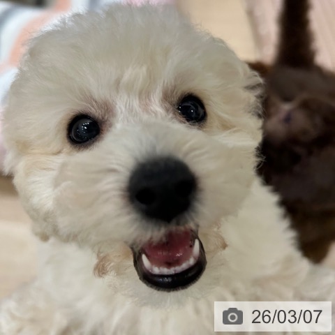 トイ・プードルの写真