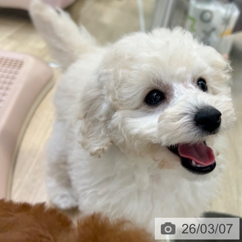 トイ・プードルの写真