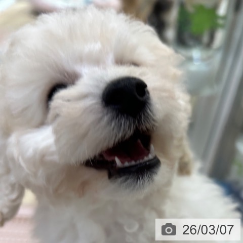 トイ・プードルの写真