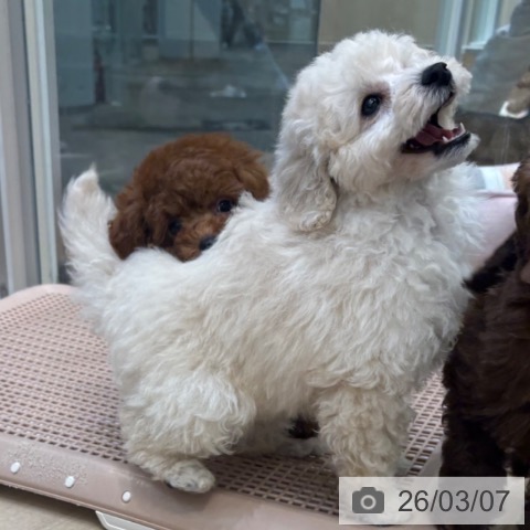 トイ・プードルの写真