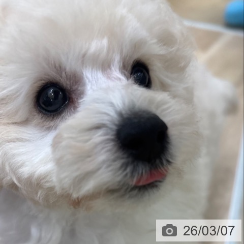 トイ・プードルの写真